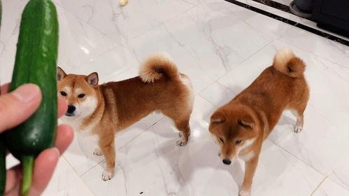 粉太狼吃瓜,揭秘娱乐圈幕后风云