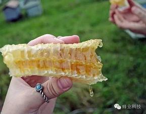 孕期吃蜂瓜吗,孕期适量食用蜂瓜有益健康