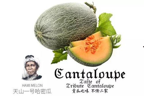 吃瓜微信吃瓜号,网络舆论场中的瓜田乐土