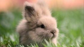 带你吃瓜养兔子图片,带你探秘“吃瓜养兔”的独特生活体验