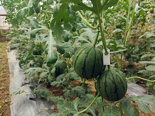 wuyi吃瓜,网络红人的瓜田奇遇记