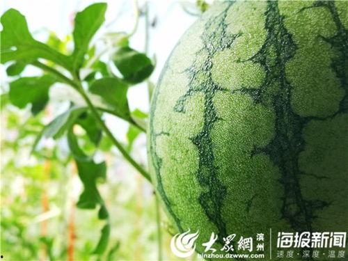 wuyi吃瓜,网络红人的瓜田奇遇记