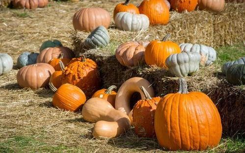 黑旗吃瓜,揭秘吃瓜群众的狂欢盛宴