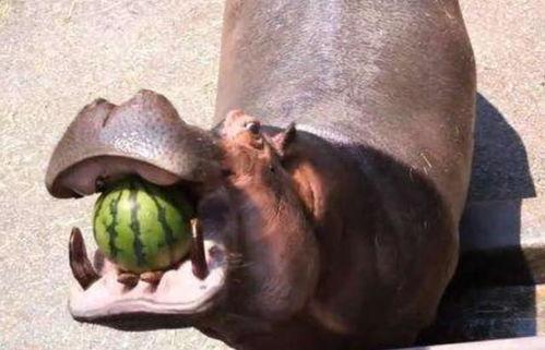 河马吃瓜攻略,瓜果飘香，尽享夏日清凉