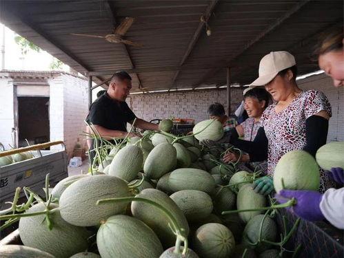 青海甜水井吃瓜,瓜果飘香，夏日避暑胜地探秘