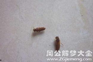 周公解梦吃瓜吃到虫子,吃瓜遇虫，寓意何在？