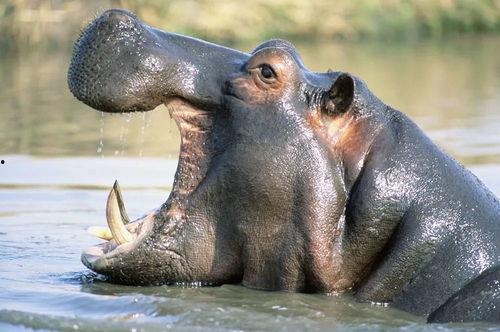 武汉酒吧河马吃瓜