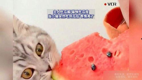 猫咪吃瓜呕吐,揭秘瓜类对猫咪的影响