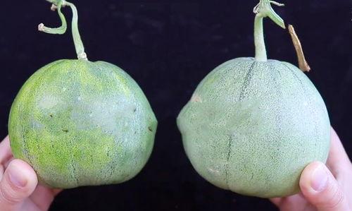 老板瓜可以怎么吃,老板瓜的多重美味吃法探索