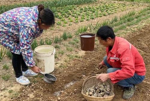 农村公婆另类吃瓜,揭秘乡村生活新风尚