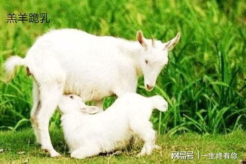 名创吃瓜小羊,揭秘网红美食背后的故事