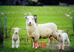 名创吃瓜小羊,揭秘网红美食背后的故事