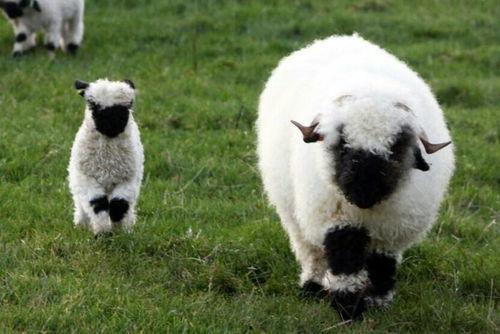 名创吃瓜小羊,揭秘网红美食背后的故事