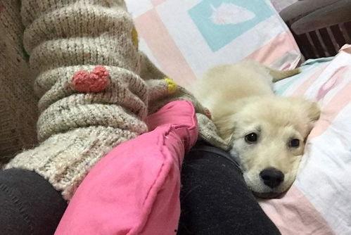 怎么教狗吃瓜,轻松教会狗狗享受美味瓜果