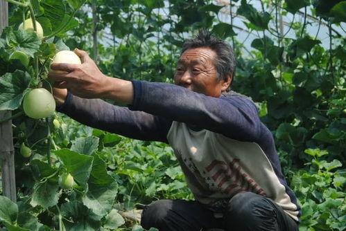 济宁卫校吃瓜,校园生活的一抹趣味色彩