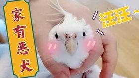 偷哈密瓜吃,一场哈密瓜引发的趣味冒险