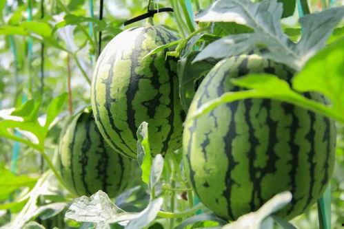 吃瓜剪辑免费版,吃瓜剪辑新体验！