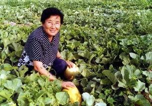 长婆瓜怎么吃,解锁美味新体验