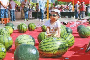 苏冯三白瓜节比赛吃瓜,苏冯三白瓜节吃瓜大赛精彩瞬间