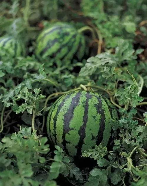 勺子316吃瓜,揭秘娱乐圈吃瓜背后的真相与趣味