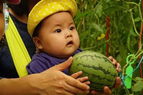 进群吃瓜群,社交新潮流背后的故事与现象