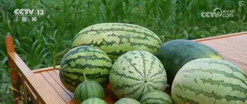 吃瓜要求,那些你不知道的幕后故事