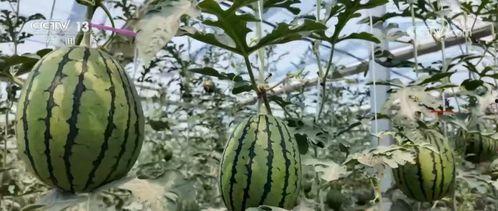 吃瓜要求,那些你不知道的幕后故事