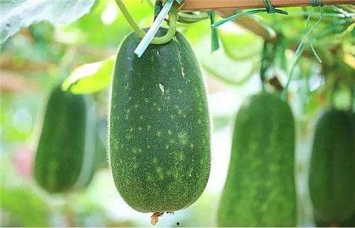 怎样吃瓜吃得最快