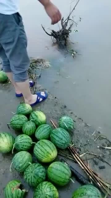 梦见去瓜地捡瓜吃