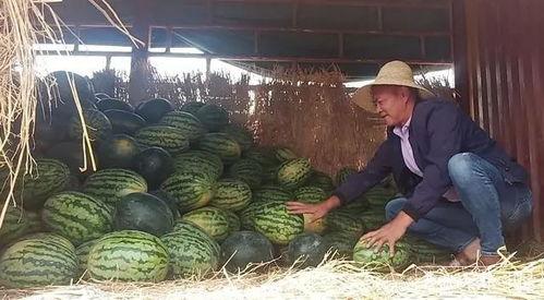 岱山吃瓜群众,揭秘当地特色美食文化