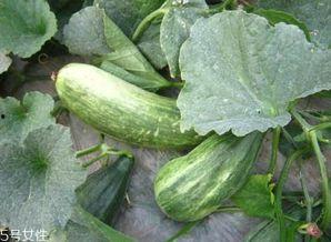 吃瓜怎么用,揭秘“吃瓜群众”背后的网络文化现象