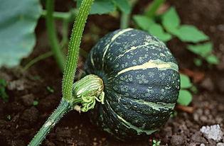 荣宝斋吃瓜视频下载,揭秘古董界的趣味瞬间