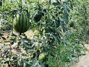 罗北吃瓜,揭秘娱乐圈背后的那些事儿