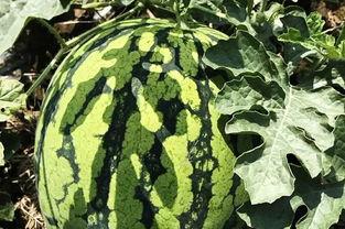 罗北吃瓜,揭秘娱乐圈背后的那些事儿