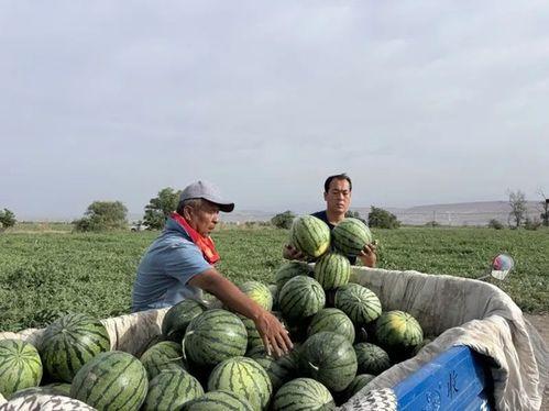 桥墩吃瓜,一场别开生面的乡村盛宴