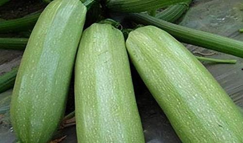 瓜几月吃,夏季最佳食用指南