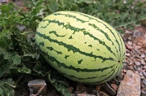 吃瓜群要钱吗,究竟要不要给钱？