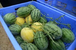 吃瓜群要钱吗,究竟要不要给钱？