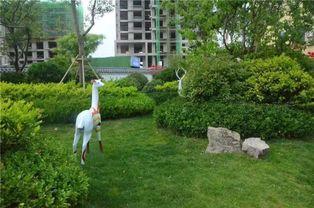 菏泽佳和广场吃瓜,夏日吃瓜盛地，共享清凉时光