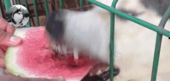 大北汪吃瓜,揭秘娱乐圈背后的那些事儿