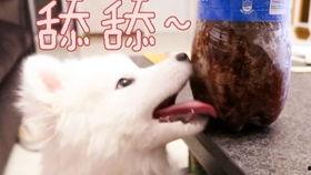 大北汪吃瓜,揭秘娱乐圈背后的那些事儿