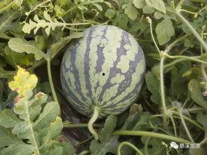 西津吃瓜,揭秘娱乐圈背后的那些事儿