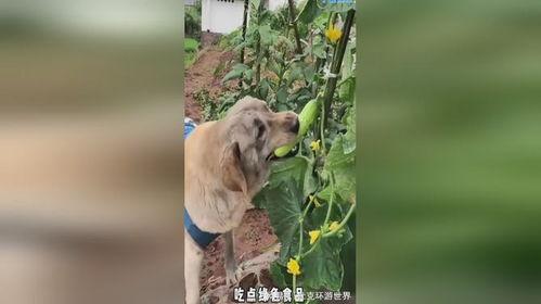 吃瓜少年和狗,一场意外的友谊之旅