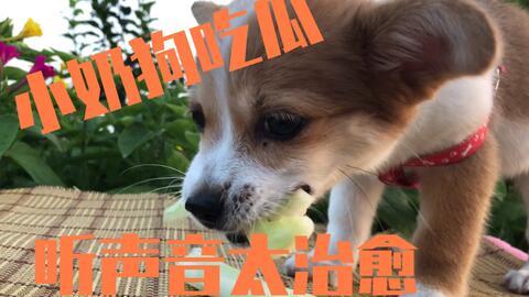 吃瓜少年和狗,一场意外的友谊之旅