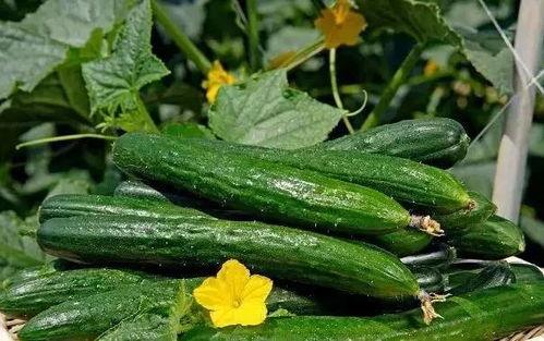 建材教四吃瓜,揭秘建材行业“吃瓜”背后的真相与启示