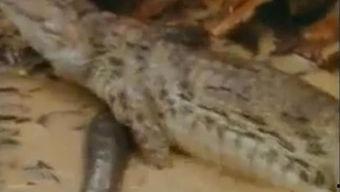 鳄鱼吃瓜搞笑视频大全