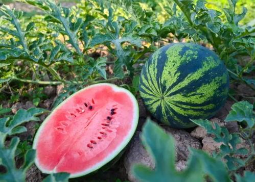 恩阳吃瓜,揭秘当地特色美食背后的故事