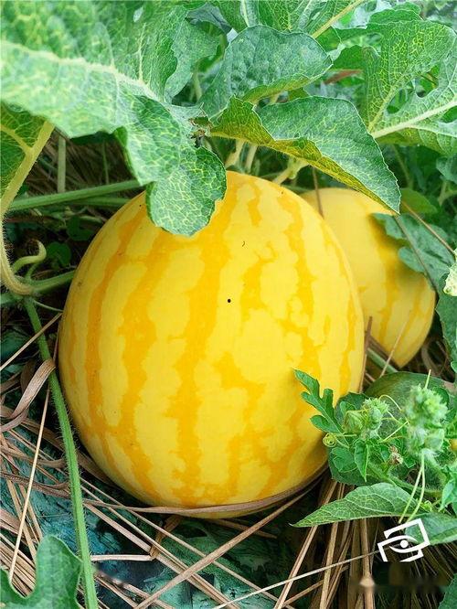 海华吃瓜,揭秘娱乐圈背后的那些事儿