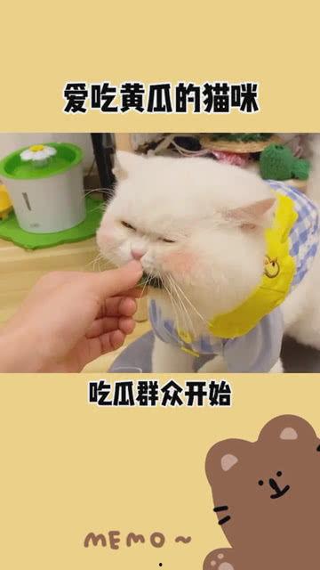 开始按头了吃瓜,揭秘网络热词背后的趣味与思考