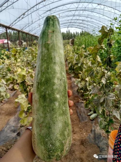 每天带你吃瓜,揭秘娱乐圈那些不为人知的幕后故事